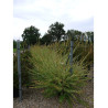 SALIX integra HAKURO-NISHIKI En pot de 25-30 litres