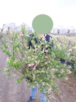 SALIX integra HAKURO-NISHIKI En pot de 10-12 litres