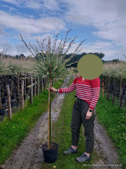 SALIX integra HAKURO-NISHIKI En pot de 10-12 litres forme tige hauteur du tronc 110-130 cm