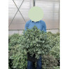 PITTOSPORUM tenuifolium SILVER BALL cov En pot de 15-20 litres