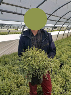 PITTOSPORUM tenuifolium SILVER BALL cov En pot de 4-5 litres