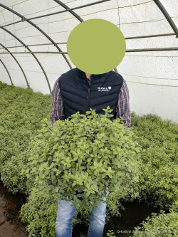 PITTOSPORUM tenuifolium SILVER BALL cov En pot de 7-10 litres