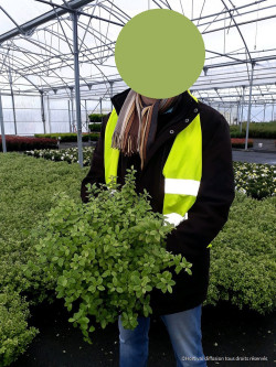 PITTOSPORUM tenuifolium GOLF BALL En pot de 4-5 litres