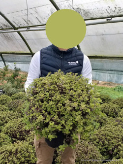 PITTOSPORUM tenuifolium TOM THUMB En pot de 7-10 litres
