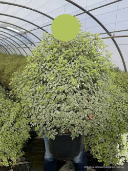 PITTOSPORUM tenuifolium VARIEGATUM En pot de 25-30 litres