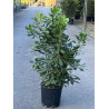 PITTOSPORUM tobira En pot de 10-12 litres