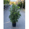 PITTOSPORUM tobira En pot de 15-20 litres