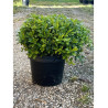 PITTOSPORUM tobira NANA En pot de 10-12 litres