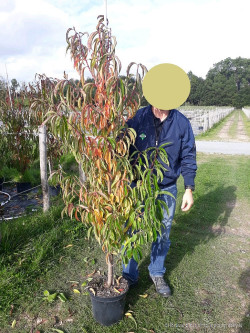 PRUNUS persica TAOFLORA RED En pot de 10-12 litres forme baliveau