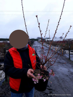 PRUNUS OKAME En pot de 4-5 litres