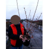 PRUNUS OKAME En pot de 4-5 litres