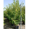 PRUNUS serrulata KANZAN En pot de 35-50 litres