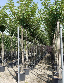 PRUNUS serrulata KANZAN En pot de 35-50 litres forme tige hauteur du tronc 180-200 cm