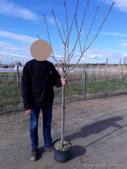 PRUNUS serrulata KANZAN En pot de 10-12 litres forme tige hauteur du tronc 110-130 cm