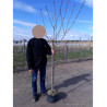 PRUNUS serrulata KANZAN En pot de 10-12 litres forme tige hauteur du tronc 110-130 cm