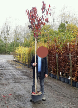 PRUNUS serrulata ROYAL BURGUNDY En pot 25-30 litres forme tige hauteur du tronc 180-200 cm