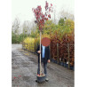 PRUNUS serrulata ROYAL BURGUNDY En pot 25-30 litres forme tige hauteur du tronc 180-200 cm