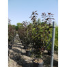 PRUNUS serrulata ROYAL BURGUNDY En pot de 15-20 litres