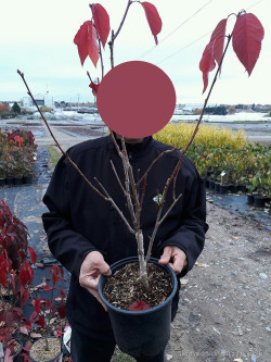 PRUNUS serrulata ROYAL BURGUNDY En pot de 4-5 litres