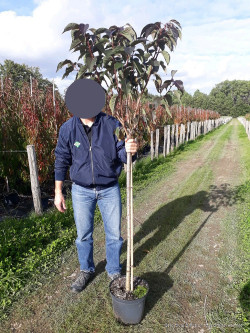 PRUNUS serrulata ROYAL BURGUNDY En pot de 10-12 litres forme tige hauteur du tronc 110-130 cm