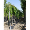 PRUNUS subhirtella PENDULA RUBRA En pot de 35-50 litres forme tige hauteur du tronc 180-200 cm