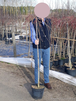 PRUNUS subhirtella PENDULA RUBRA En pot 10-12 litres forme tige hauteur du tronc 110-130 cm