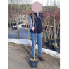 PRUNUS subhirtella PENDULA RUBRA En pot 10-12 litres forme tige hauteur du tronc 110-130 cm