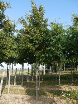 QUERCUS cerris 