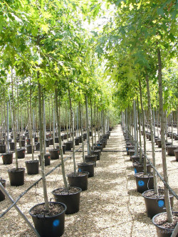 QUERCUS palustris En pot de 35-50 litres forme tige hauteur du tronc 180-200 cm