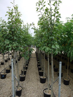 QUERCUS rubra En pot de 35-50 litres forme tige hauteur du tronc 180-200 cm