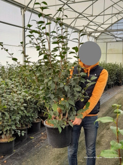 CAMELLIA sasanqua ROSE En pot de 20-25 litres