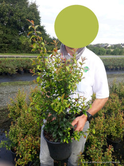 PUNICA granatum f. plena En pot de 4-5 litres