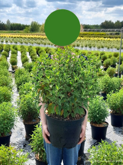 CARYOPTERIS clandonensis GRAND BLEU En pot de 10-12 litres