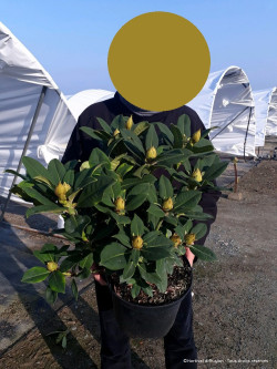 RHODODENDRON RED JACK En pot de 7-10 litres
