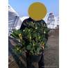 RHODODENDRON RED JACK En pot de 7-10 litres