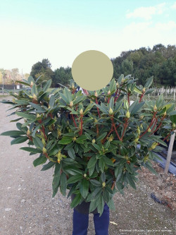 RHODODENDRON RED EYE En pot de 15-20 litres