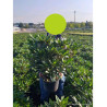 RHODODENDRON RED EYE En pot de 7-10 litres