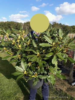 RHODODENDRON NOVA ZEMBLA En pot de 15-20 litres