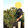 RHODODENDRON NOVA ZEMBLA En pot de 7-10 litres
