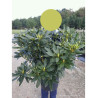RHODODENDRON MADAME MASSON En pot de 15-20 litres