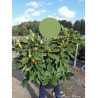 RHODODENDRON ANNA ROSE WHITNEY En pot de 15-20 litres