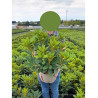 RHODODENDRON ANNA ROSE WHITNEY En pot de 7-10 litres