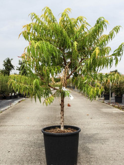 RHUS typhina TIGER EYES En pot de 15-20 litres