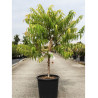 RHUS typhina TIGER EYES En pot de 15-20 litres