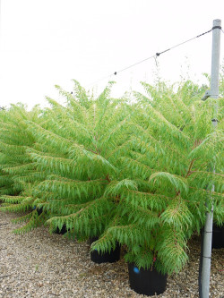 RHUS typhina DISSECTA En pot de 35-50 litres