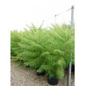 RHUS typhina DISSECTA En pot de 35-50 litres