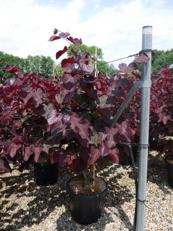 CERCIS canadensis FOREST PANSY En pot de 25-30 litres