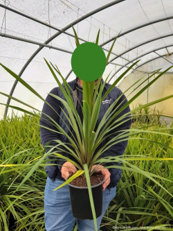 CORDYLINE australis En pot de 4-5 litres