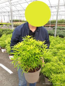 CHOISYA AZTEC GOLD En pot de 7-10 litres
