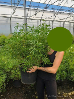 CHOISYA AZTEC PEARL En pot de 10-12 litres